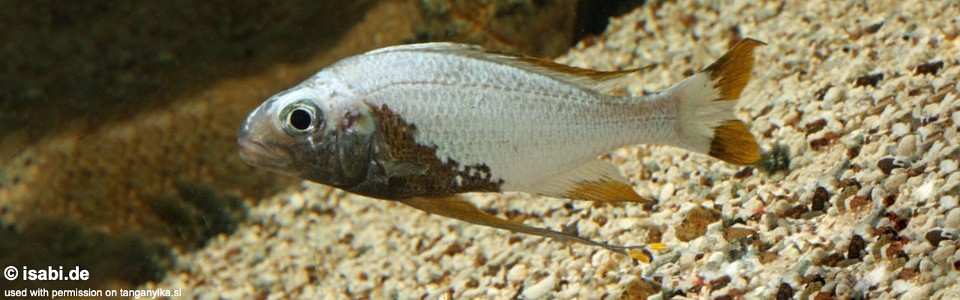 Ophthalmotilapia sp. 'whitecap' Kalubamba<br><font color=gray>Ophthalmotilapia ventralis 'Kalubamba'</font>