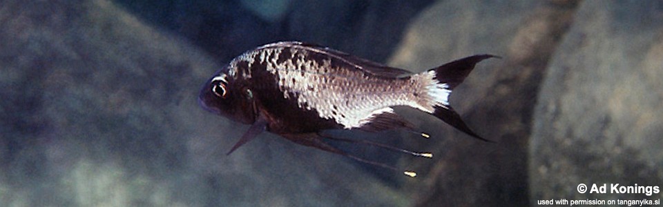 Ophthalmotilapia sp. 'whitecap' Kanoni<br><font color=gray>Ophthalmotilapia ventralis 'Kanoni'</font>