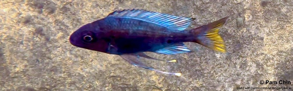 Ophthalmotilapia sp. 'whitecap' Katale Bay<br><font color=gray>Ophthalmotilapia ventralis 'Katale Bay'</font>