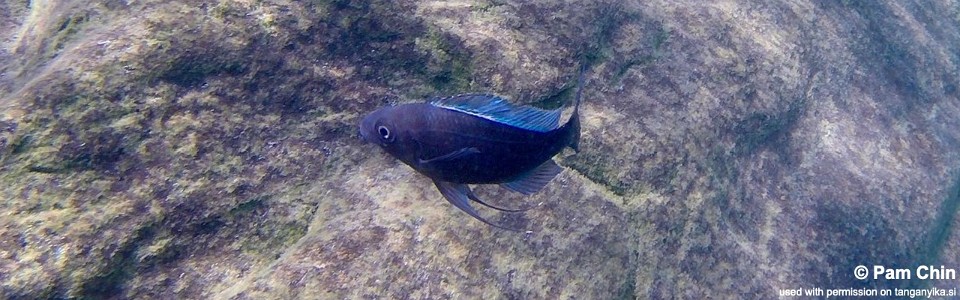 Ophthalmotilapia sp. 'whitecap' Kekese<br><font color=gray>Ophthalmotilapia ventralis 'Kekese'</font>