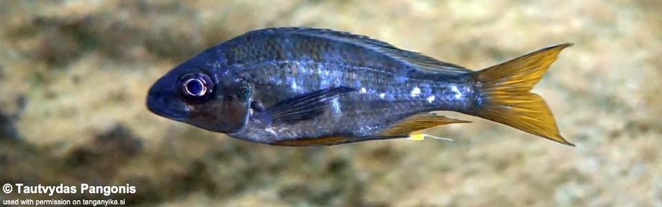 Ophthalmotilapia sp. 'whitecap' Kisi Island<br><font color=gray>Ophthalmotilapia ventralis 'Kisi Island'</font>