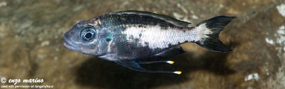 Ophthalmotilapia sp. 'whitecap' Kitumba<br><font color=gray>Ophthalmotilapia ventralis 'Kitumba'</font>