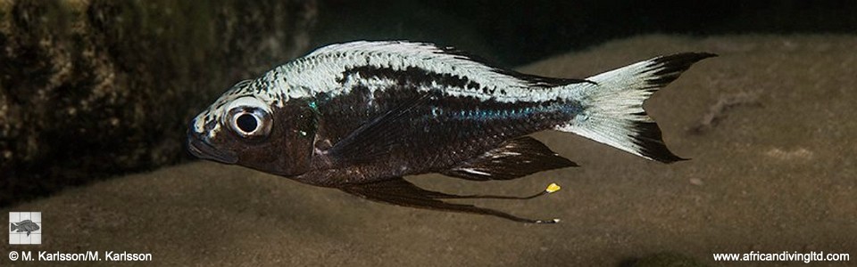 Ophthalmotilapia sp. 'whitecap' Kungwe Point<br><font color=gray>Ophthalmotilapia ventralis 'Kungwe Point'</font>