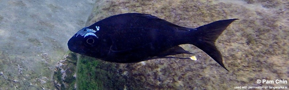 Ophthalmotilapia sp. 'whitecap' Lufungu Bay<br><font color=gray>Ophthalmotilapia ventralis 'Lufungu Bay'</font>