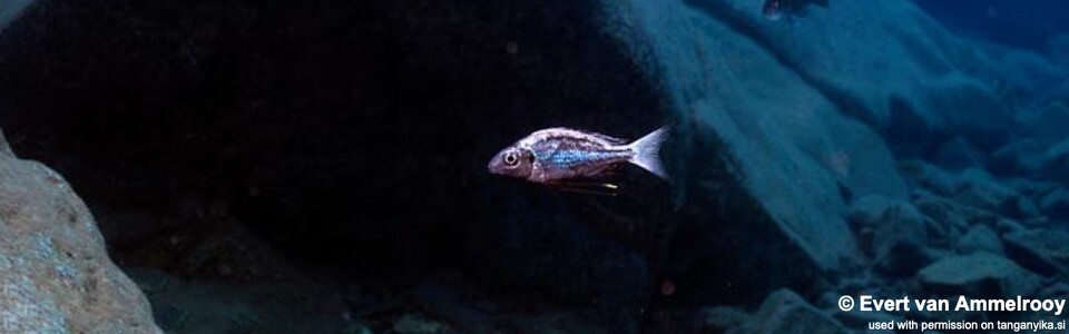 Ophthalmotilapia sp. 'whitecap' Mkuyu Point - Ophthalmotilapia ventralis 'Mkuyu Point'
