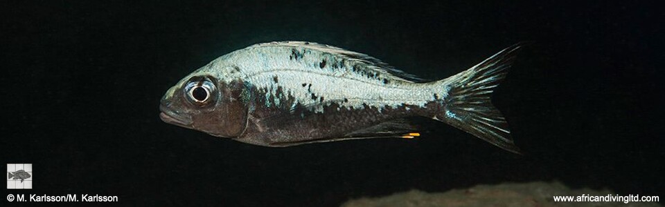 Ophthalmotilapia sp. 'whitecap' Mwaka Bay - Ophthalmotilapia ventralis 'Mwaka Bay'