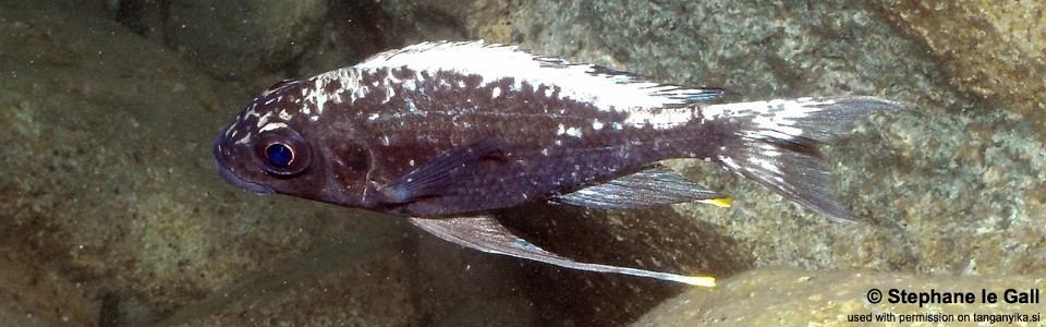 Ophthalmotilapia sp. 'whitecap' Mzungu Beach<br><font color=gray>Ophthalmotilapia ventralis 'Mzungu Beach'</font>