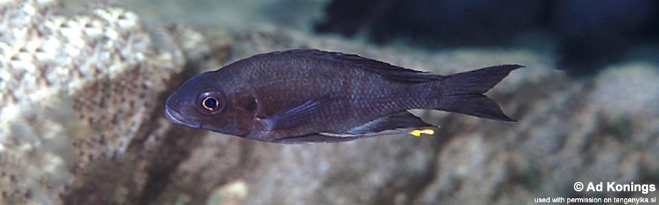 Ophthalmotilapia sp. 'whitecap' Nkondwe Island<br><font color=gray>Ophthalmotilapia ventralis 'Nkondwe Island'</font>