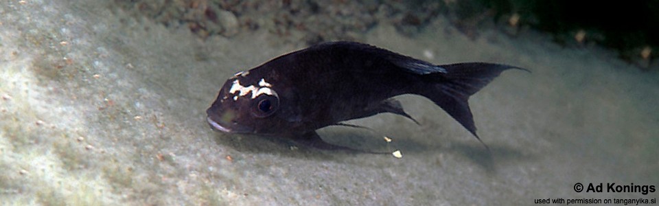 Ophthalmotilapia sp. 'whitecap' Sibwesa<br><font color=gray>Ophthalmotilapia ventralis 'Sibwesa'</font>