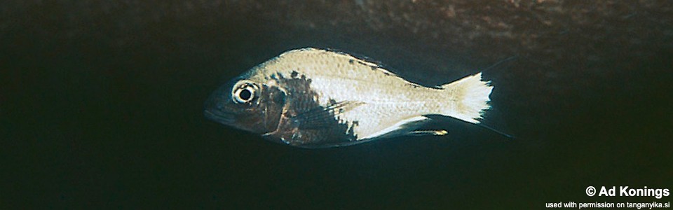 Ophthalmotilapia sp. 'whitecap' Tembwe Deux<br><font color=gray>Ophthalmotilapia ventralis 'Tembwe Deux'</font>