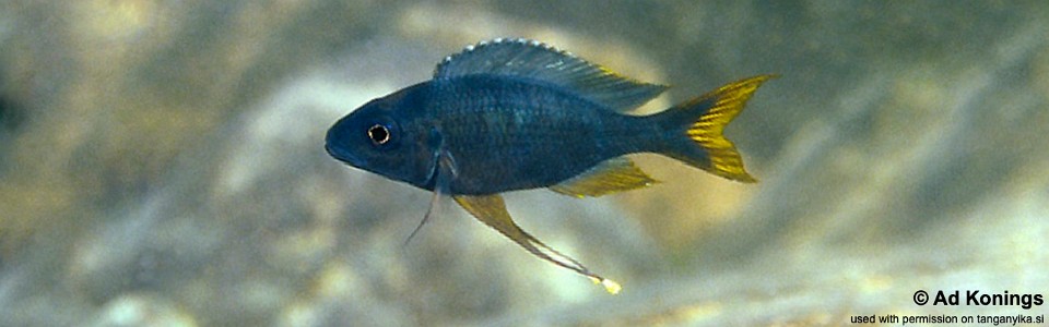 Ophthalmotilapia sp. 'whitecap' Ulwile Island<br><font color=gray>Ophthalmotilapia ventralis 'Ulwile Island'</font>