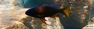 Ophthalmotilapia sp. 'whitecap' Mtosi Bay.jpg