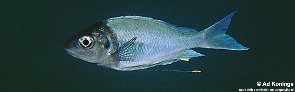 Ophthalmotilapia ventralis 'Cape Chaitika'