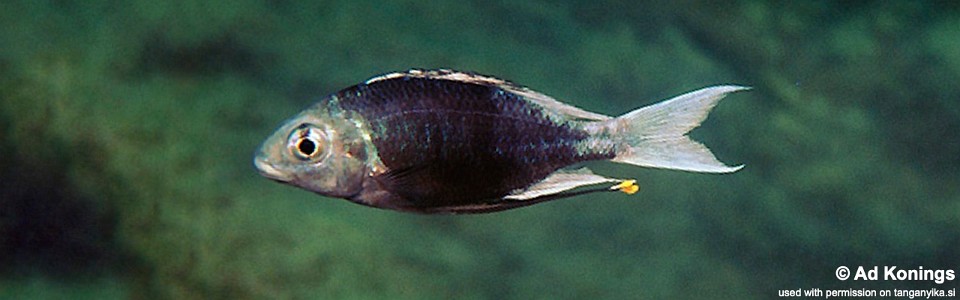 Ophthalmotilapia ventralis 'Cape Kachese'