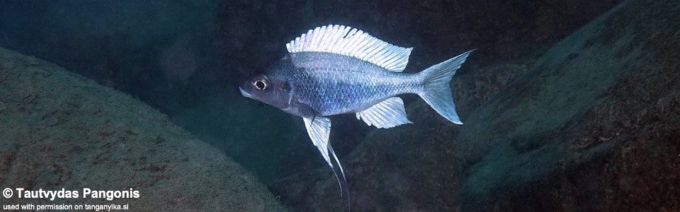 Ophthalmotilapia ventralis 'Cape Nambeyeye'