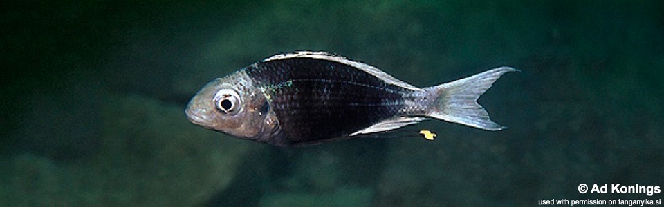 Ophthalmotilapia ventralis 'Chimba'