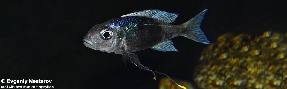 Ophthalmotilapia ventralis 'Chisanse'