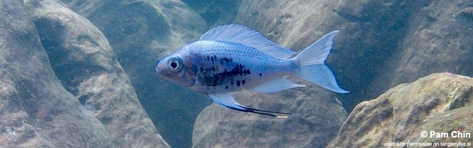 Ophthalmotilapia ventralis 'Isanga'