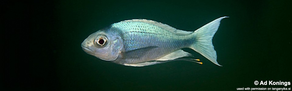 Ophthalmotilapia ventralis 'Kafungi'