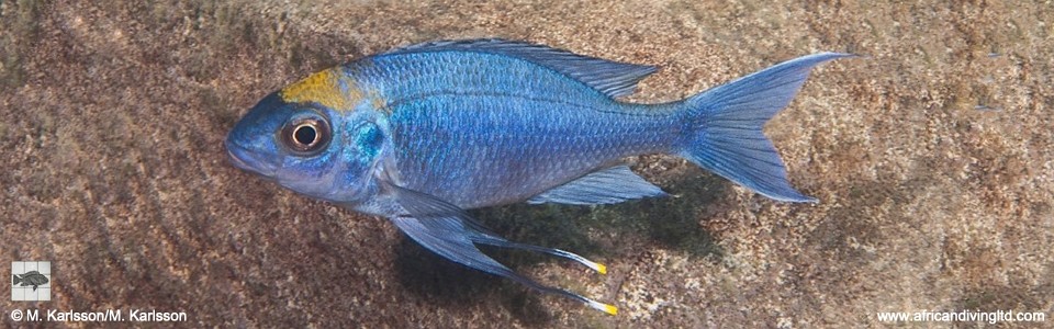 Ophthalmotilapia ventralis 'Kafyoko Point'