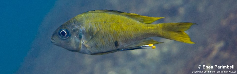 Ophthalmotilapia cf. ventralis 'Kalala Island'<br><font color=gray>Ophthalmotilapia sp. 'Ventralis Yellow Tanzania' Kalala Island</font>