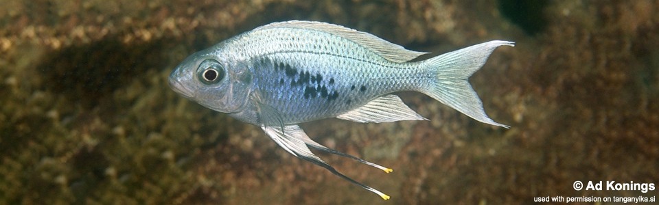 Ophthalmotilapia ventralis 'Kalambo Lodge'