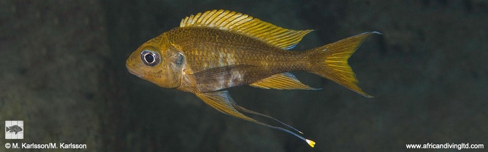 Ophthalmotilapia cf. ventralis 'Kalepa Island'<br><font color=gray>Ophthalmotilapia sp. 'Ventralis Yellow Tanzania' Kalepa Island</font>