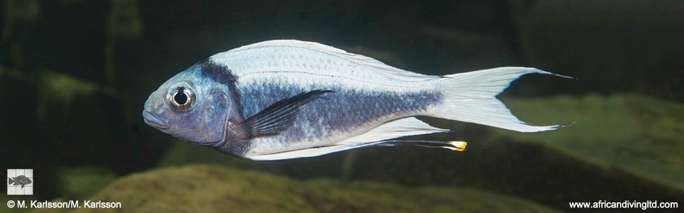 Ophthalmotilapia ventralis 'Kalubale'