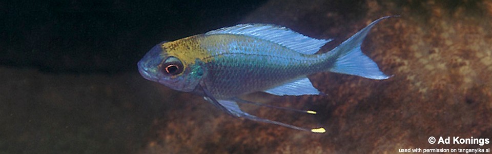 Ophthalmotilapia ventralis 'Kambwimba'