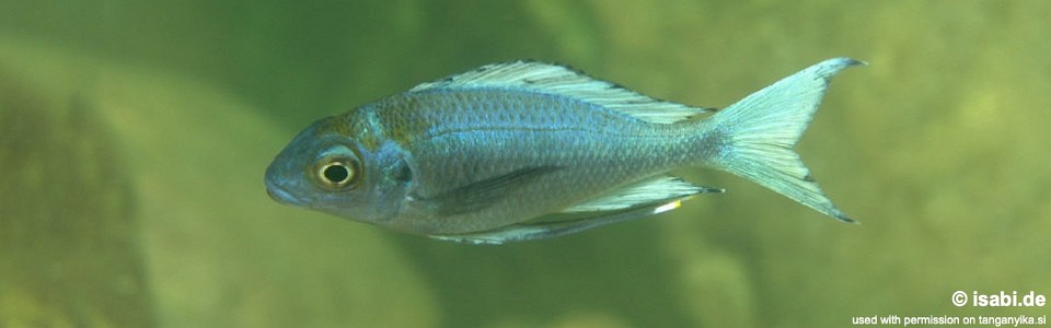 Ophthalmotilapia ventralis 'Kantalamba'