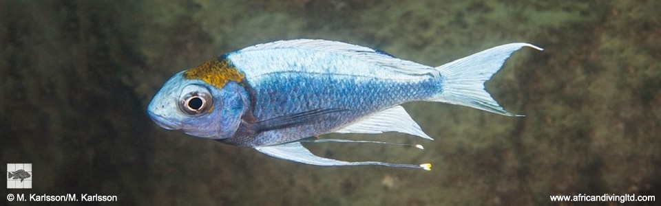 Ophthalmotilapia ventralis 'Kapere'