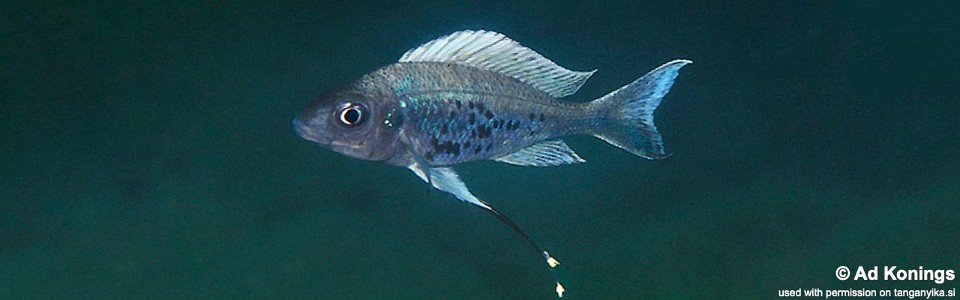 Ophthalmotilapia ventralis 'Kasakalawe'