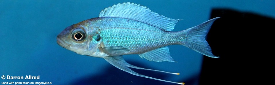 Ophthalmotilapia ventralis 'Kasanga'