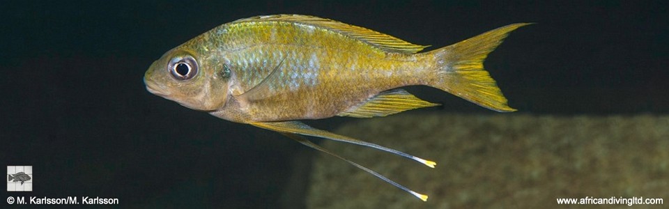 Ophthalmotilapia cf. ventralis 'Kasola Island'<br><font color=gray>Ophthalmotilapia sp. 'Ventralis Yellow Tanzania' Kasola Island</font>