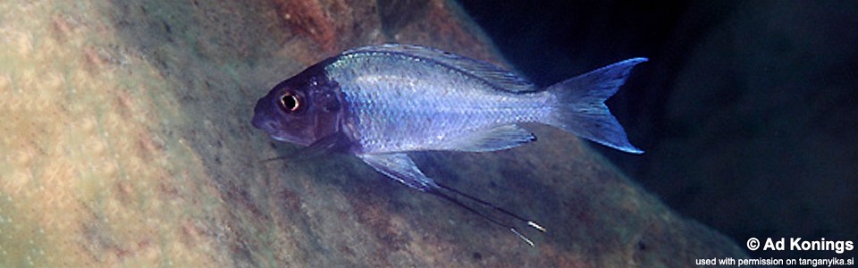 Ophthalmotilapia ventralis 'Katoto'