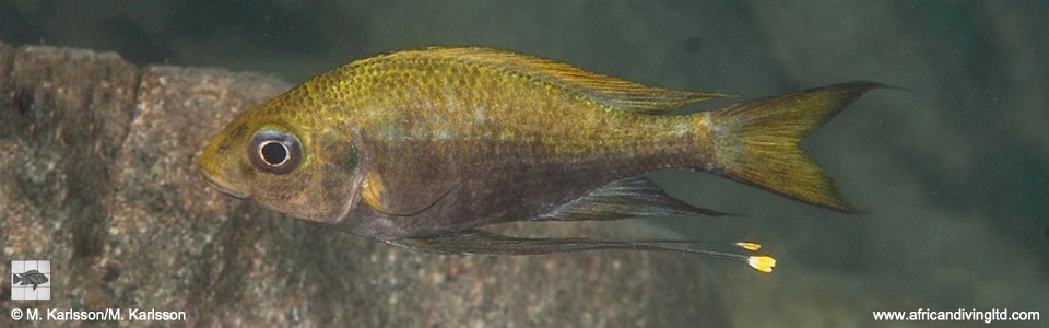 Ophthalmotilapia cf. ventralis 'Kitango Rocks'<br><font color=gray>Ophthalmotilapia sp. 'Ventralis Yellow Tanzania' Kitango Rocks</font>