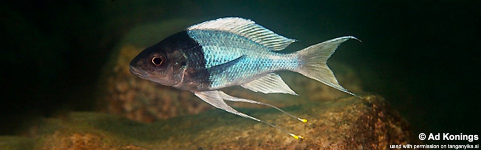 Ophthalmotilapia ventralis 'Kombe'