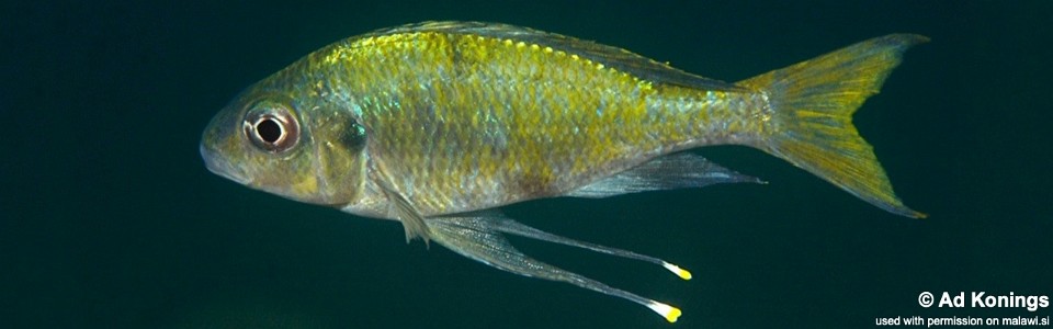 Ophthalmotilapia cf. ventralis 'Mamalesa Island'<br><font color=gray>Ophthalmotilapia sp. 'Ventralis Yellow Tanzania' Mamalesa Island</font>