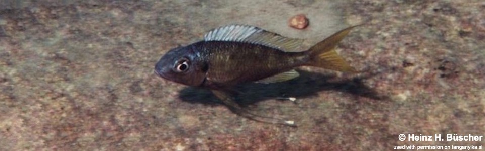 Ophthalmotilapia cf. ventralis 'Masanza'