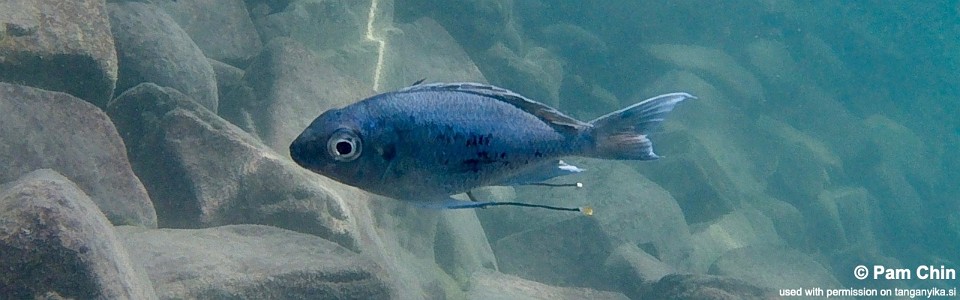 Ophthalmotilapia ventralis 'Mbita Island'