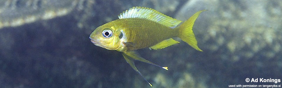 Ophthalmotilapia cf. ventralis 'Mikongolo Island'<br><font color=gray>Ophthalmotilapia sp. 'Ventralis Yellow Tanzania' Mikongolo Island</font>