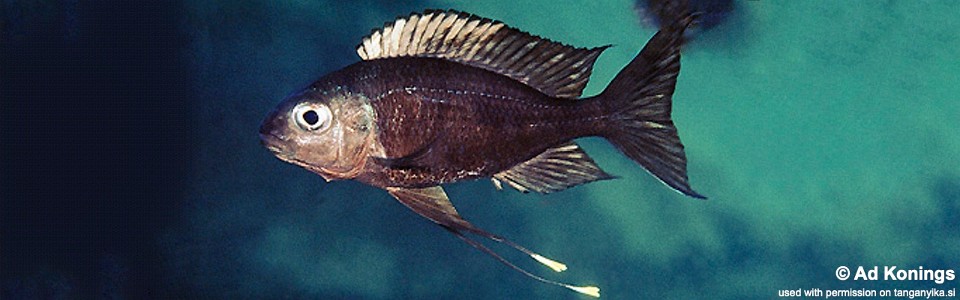 Ophthalmotilapia ventralis 'Moliro'