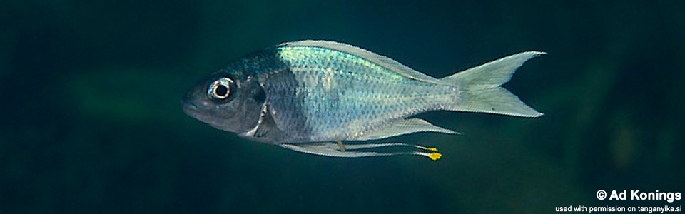 Ophthalmotilapia ventralis 'Mzwema'