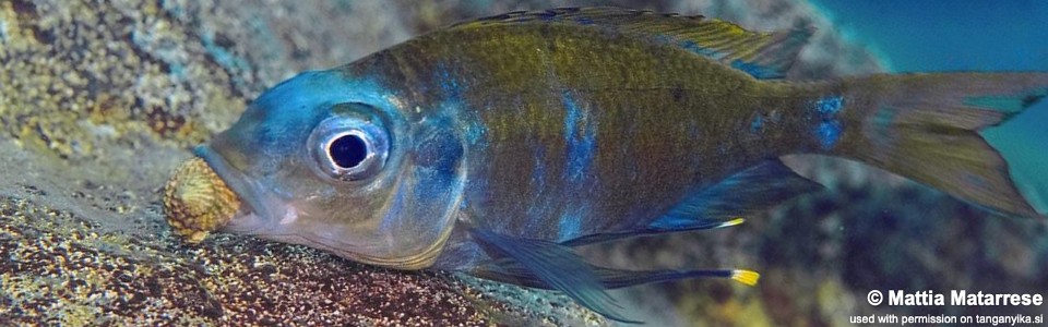 Ophthalmotilapia cf. ventralis 'Nausingili Island'<br><font color=gray>Ophthalmotilapia sp. 'Ventralis Yellow Tanzania' Nausingili Island</font>