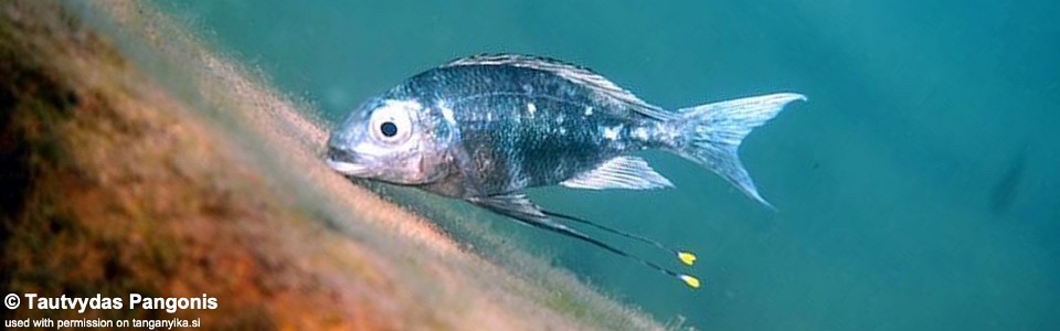 Ophthalmotilapia ventralis 'Ndole Bay'