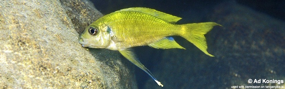 Ophthalmotilapia cf. ventralis 'Samazi'<br><font color=gray>Ophthalmotilapia sp. 'Ventralis Yellow Tanzania' Samazi</font>