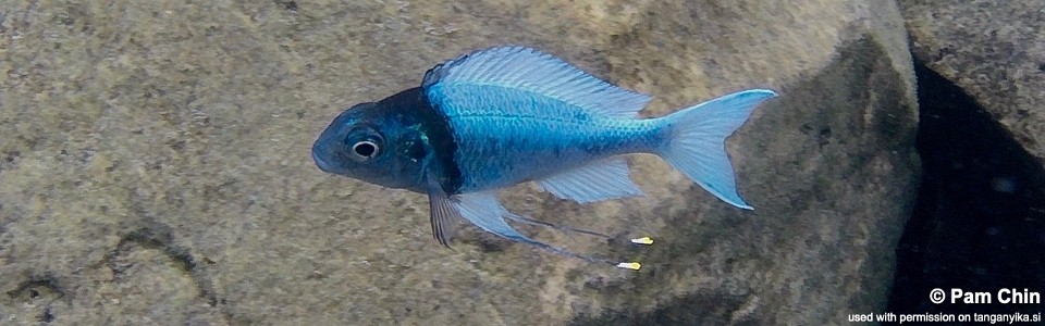 Ophthalmotilapia ventralis 'Tongwa'