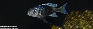 Ophthalmotilapia ventralis 'Chisanze'.jpg