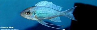 Ophthalmotilapia ventralis 'Kasanga'.jpg