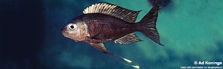 Ophthalmotilapia ventralis 'Moliro'.jpg